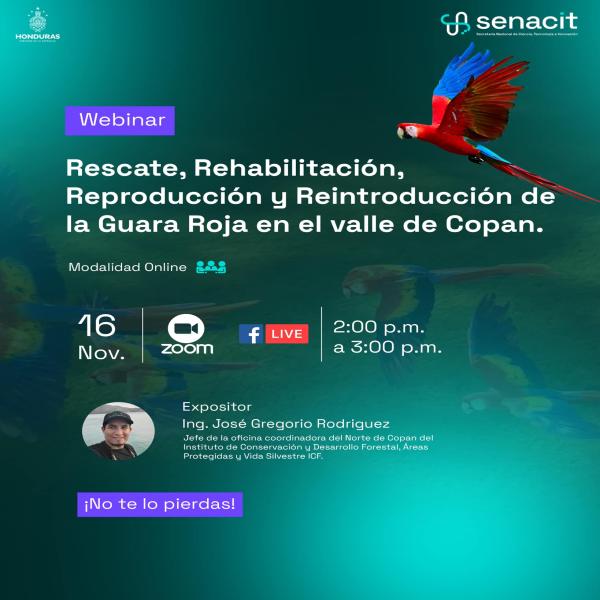 Webinar: Rescate, Rehabilitación, Reproducción y reintroducción de la Guara Roja en el valle de Copan