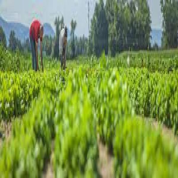 SAG – INFOAGRO – FHIA y COPECO: Actualización de la Perspectiva Climática Estacional de Honduras 